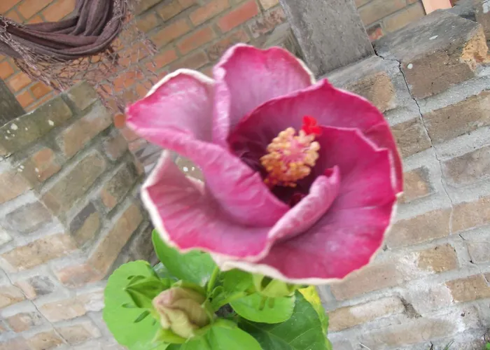 Pouzada Bom Clima - Servimos Cestas De Cafe Da Manha - Melhor Custo Beneficio Em Gravata